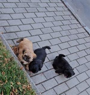 Shih Tzu Welpen Rüden