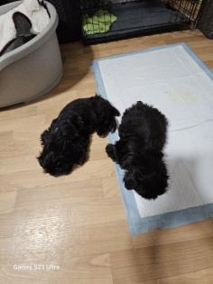 Shih Tzu Welpen Rüden