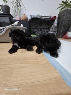 Shih Tzu Welpen Rüden