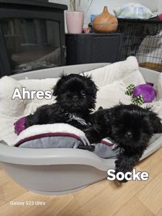 Shih Tzu Welpen Rüden