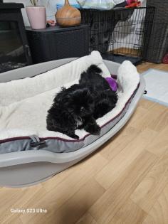 Shih Tzu Welpen Rüden