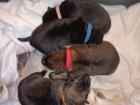 Deutsche Schäferhund Welpen lsth. m. Pap. / LIVE-CAM